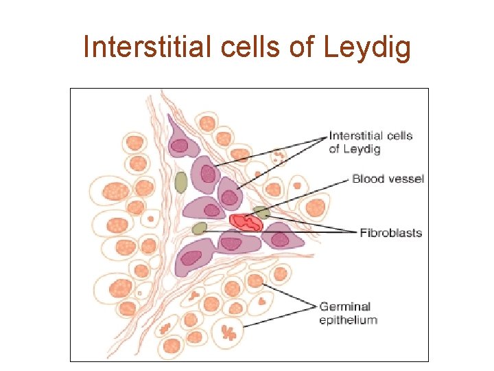 Interstitial cells of Leydig 