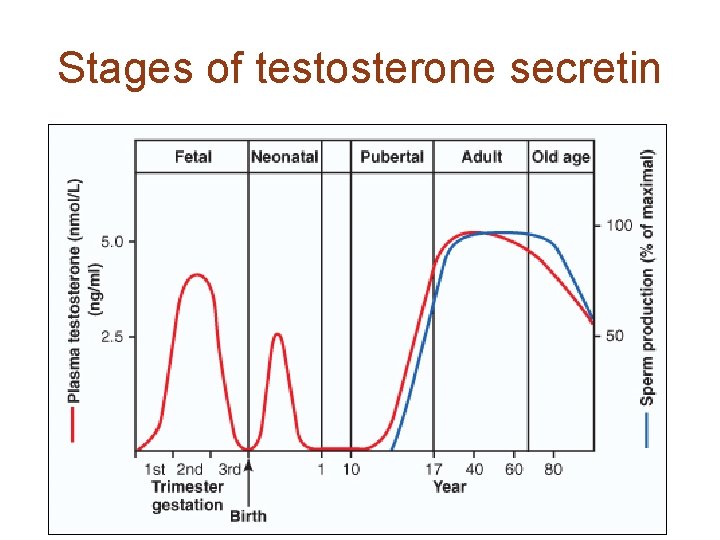 Stages of testosterone secretin 