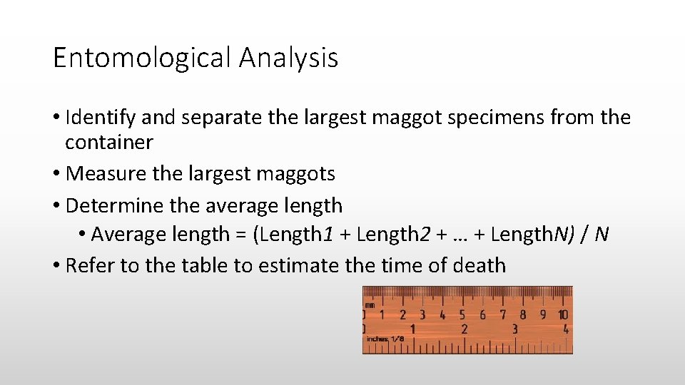 Entomological Analysis • Identify and separate the largest maggot specimens from the container •