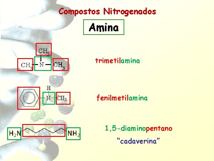 Compostos Nitrogenados Amina trimetilamina fenilmetilamina 1, 5 -diaminopentano “cadaverina” 