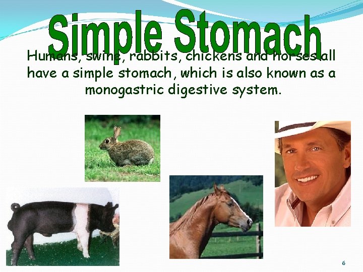 Humans, swine, rabbits, chickens and horses all have a simple stomach, which is also
