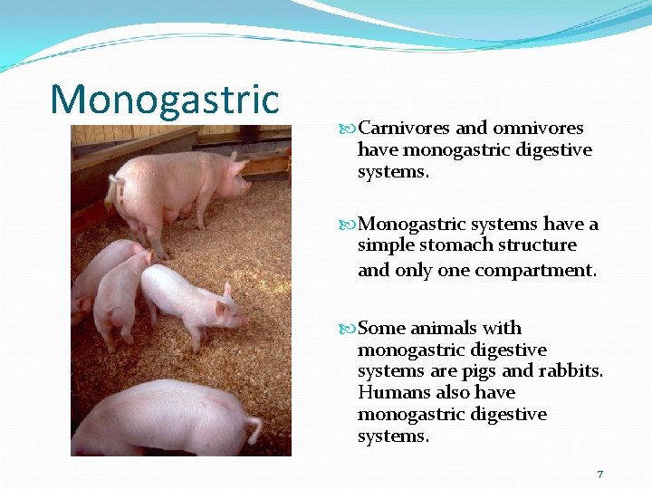 Monogastric Carnivores and omnivores have monogastric digestive systems. Monogastric systems have a simple stomach