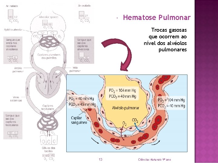  Hematose Pulmonar Trocas gasosas que ocorrem ao nível dos alvéolos pulmonares 13 Ciências