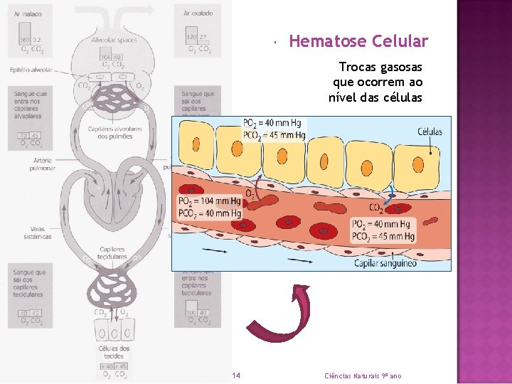  Hematose Celular Trocas gasosas que ocorrem ao nível das células 14 Ciências Naturais