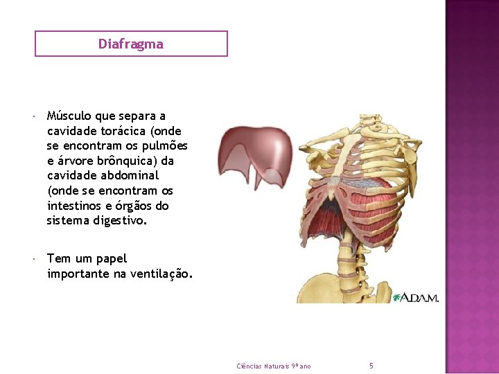 Diafragma Músculo que separa a cavidade torácica (onde se encontram os pulmões e árvore
