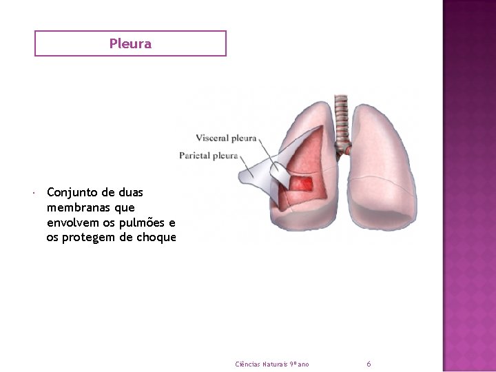 Pleura Conjunto de duas membranas que envolvem os pulmões e os protegem de choques