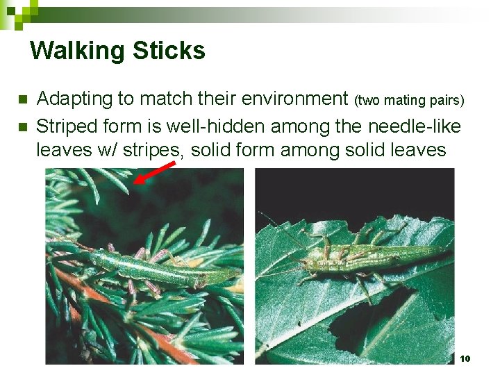 Walking Sticks n n Adapting to match their environment (two mating pairs) Striped form