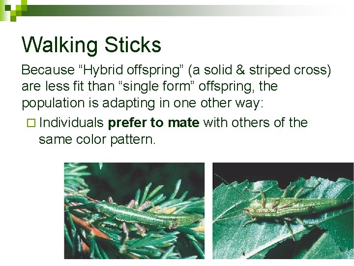 Walking Sticks Because “Hybrid offspring” (a solid & striped cross) are less fit than