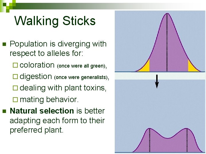 Walking Sticks n n Population is diverging with respect to alleles for: ¨ coloration