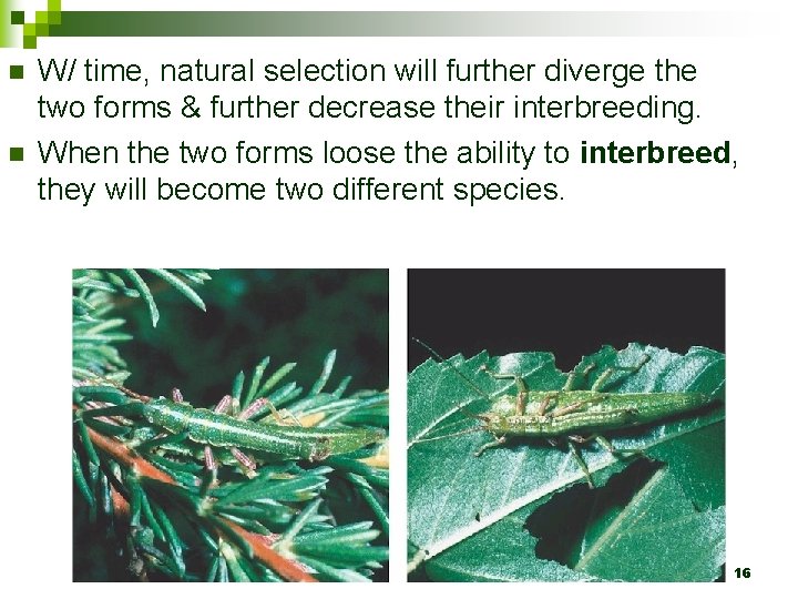 n n W/ time, natural selection will further diverge the two forms & further