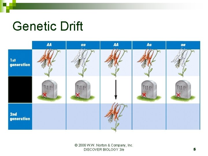 Genetic Drift © 2006 W. W. Norton & Company, Inc. DISCOVER BIOLOGY 3/e 5