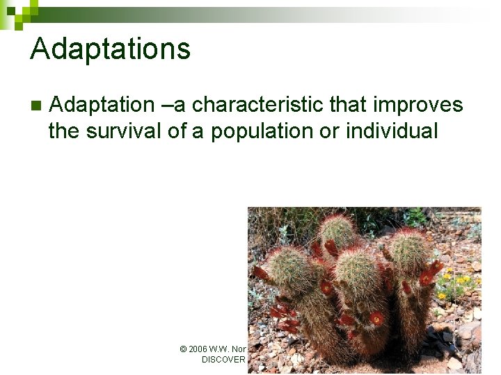 Adaptations n Adaptation –a characteristic that improves the survival of a population or individual