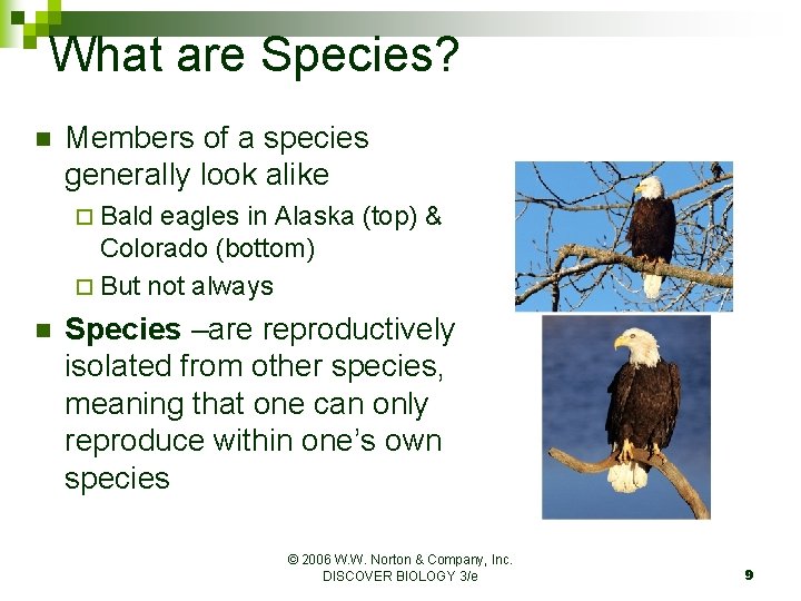 What are Species? n Members of a species generally look alike ¨ Bald eagles