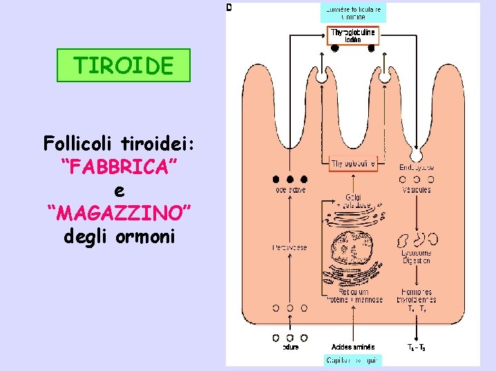 TIROIDE Follicoli tiroidei: “FABBRICA” e “MAGAZZINO” degli ormoni 