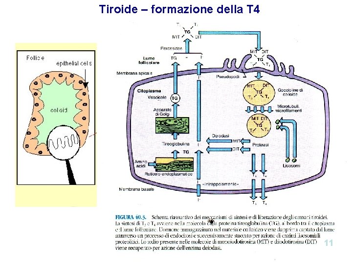 Tiroide – formazione della T 4 11 