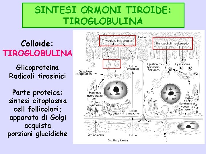 SINTESI ORMONI TIROIDE: TIROGLOBULINA Colloide: TIROGLOBULINA Glicoproteina Radicali tirosinici Parte proteica: sintesi citoplasma cell