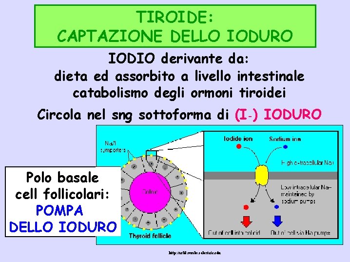 TIROIDE: CAPTAZIONE DELLO IODURO IODIO derivante da: dieta ed assorbito a livello intestinale catabolismo