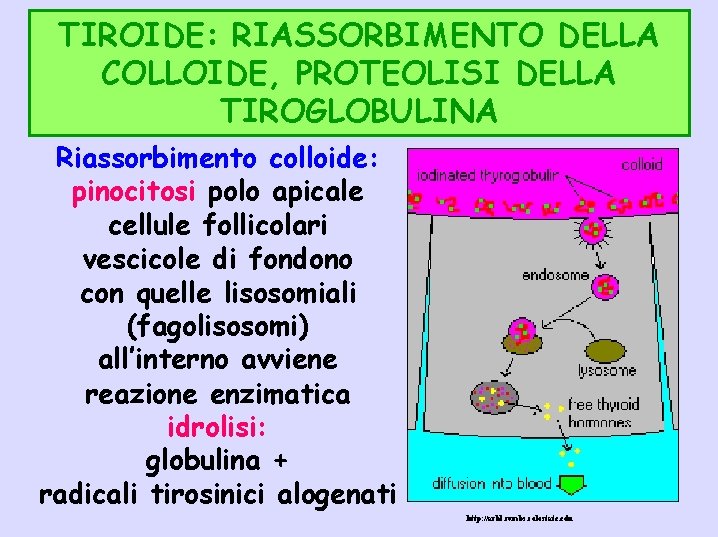 TIROIDE: RIASSORBIMENTO DELLA COLLOIDE, PROTEOLISI DELLA TIROGLOBULINA Riassorbimento colloide: pinocitosi polo apicale cellule follicolari