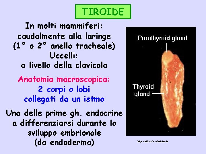 TIROIDE In molti mammiferi: caudalmente alla laringe (1° o 2° anello tracheale) Uccelli: a