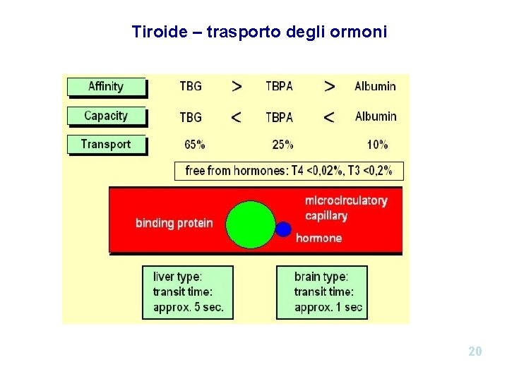 Tiroide – trasporto degli ormoni 20 