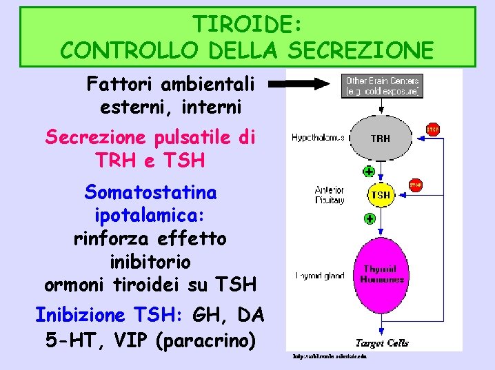 TIROIDE: CONTROLLO DELLA SECREZIONE Fattori ambientali esterni, interni Secrezione pulsatile di TRH e TSH