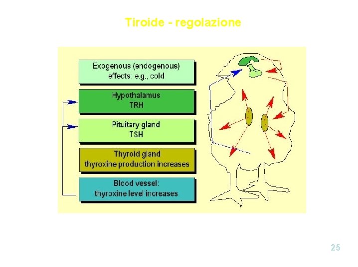 Tiroide - regolazione 25 