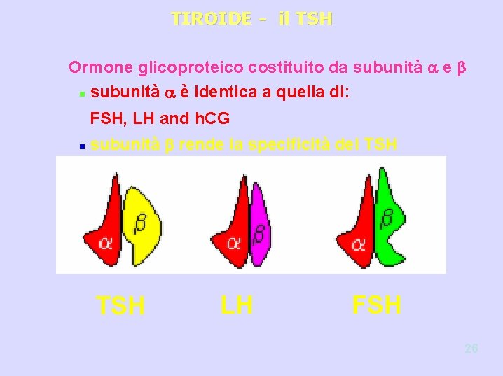 TIROIDE - il TSH Ormone glicoproteico costituito da subunità a e b n subunità