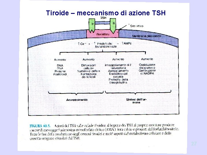 Tiroide – meccanismo di azione TSH 27 