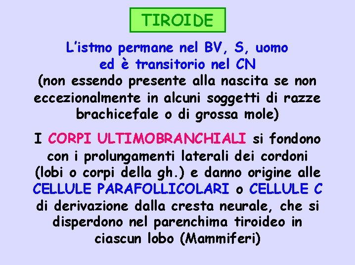 TIROIDE L’istmo permane nel BV, S, uomo ed è transitorio nel CN (non essendo