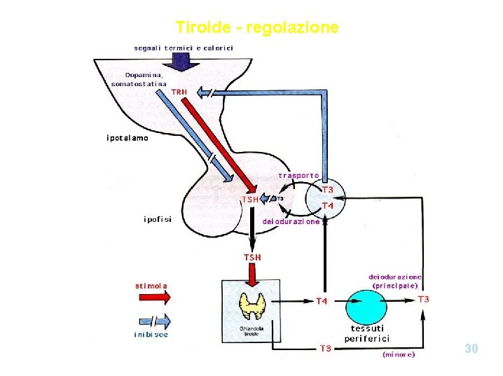 Tiroide - regolazione 30 