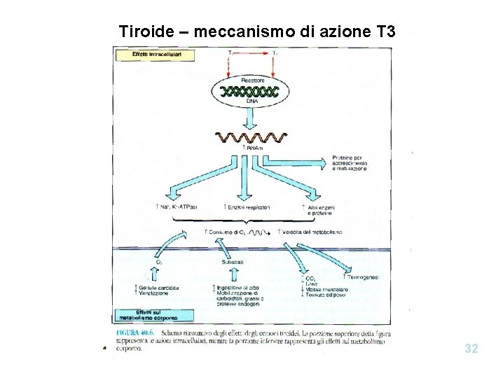 Tiroide – meccanismo di azione T 3 32 