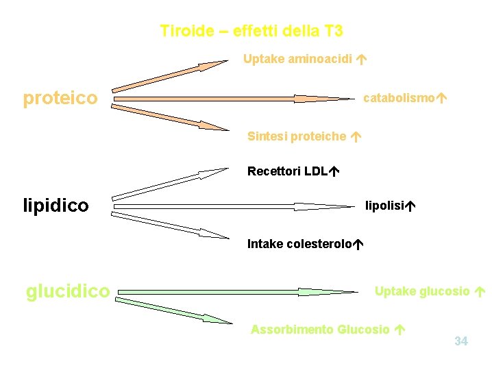 Tiroide – effetti della T 3 Uptake aminoacidi á proteico catabolismoá Sintesi proteiche á