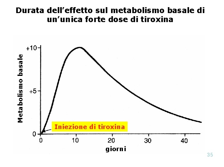 Metabolismo basale Durata dell’effetto sul metabolismo basale di un’unica forte dose di tiroxina Iniezione