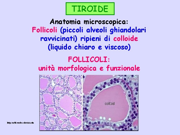 TIROIDE Anatomia microscopica: Follicoli (piccoli alveoli ghiandolari ravvicinati) ripieni di colloide (liquido chiaro e