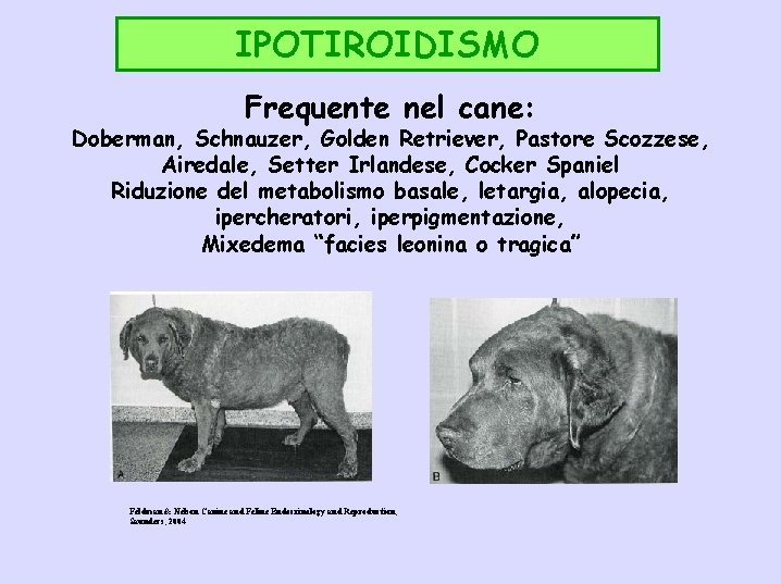 IPOTIROIDISMO Frequente nel cane: Doberman, Schnauzer, Golden Retriever, Pastore Scozzese, Airedale, Setter Irlandese, Cocker