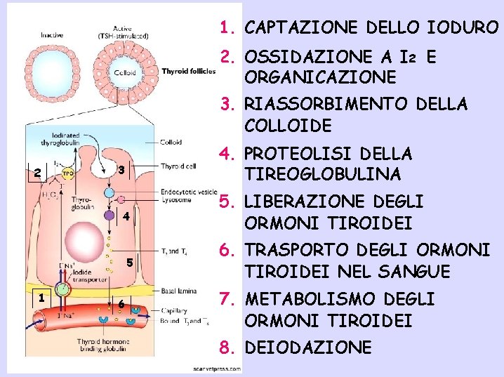 1. CAPTAZIONE DELLO IODURO 2. OSSIDAZIONE A I 2 E ORGANICAZIONE 3. RIASSORBIMENTO DELLA