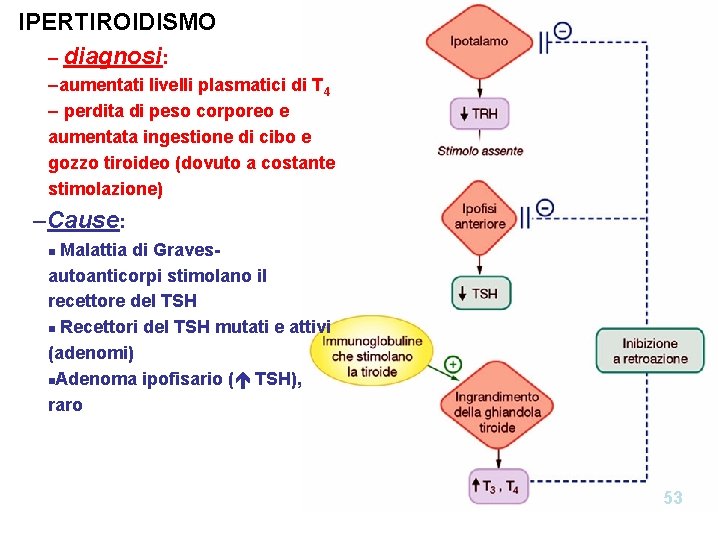 IPERTIROIDISMO – diagnosi: –aumentati livelli plasmatici di T 4 – perdita di peso corporeo