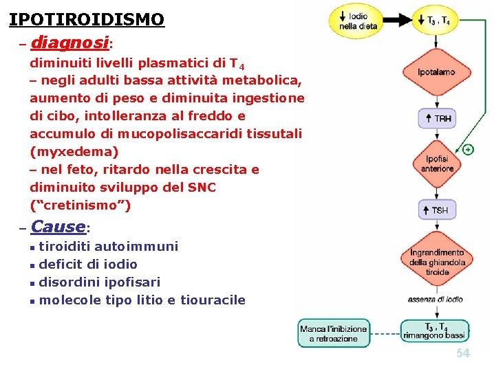 IPOTIROIDISMO – diagnosi: diminuiti livelli plasmatici di T 4 – negli adulti bassa attività