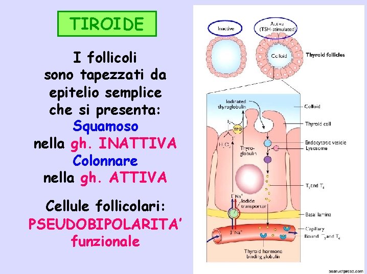 TIROIDE I follicoli sono tapezzati da epitelio semplice che si presenta: Squamoso nella gh.