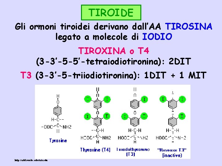 TIROIDE Gli ormoni tiroidei derivano dall’AA TIROSINA legato a molecole di IODIO TIROXINA o