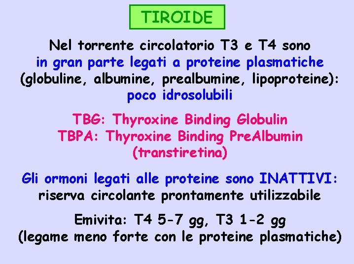 TIROIDE Nel torrente circolatorio T 3 e T 4 sono in gran parte legati