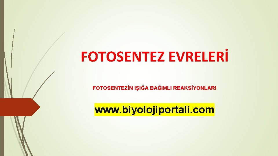 FOTOSENTEZ EVRELERİ FOTOSENTEZİN IŞIĞA BAĞIMLI REAKSİYONLARI www. biyolojiportali. com 