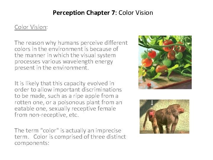 Perception Chapter 7: Color Vision: The reason why humans perceive different colors in the