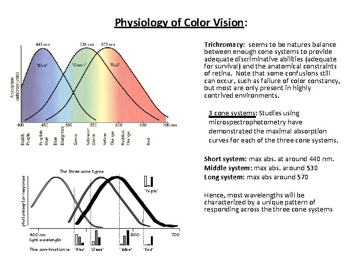 Physiology of Color Vision: Trichromacy: seems to be natures balance between enough cone systems