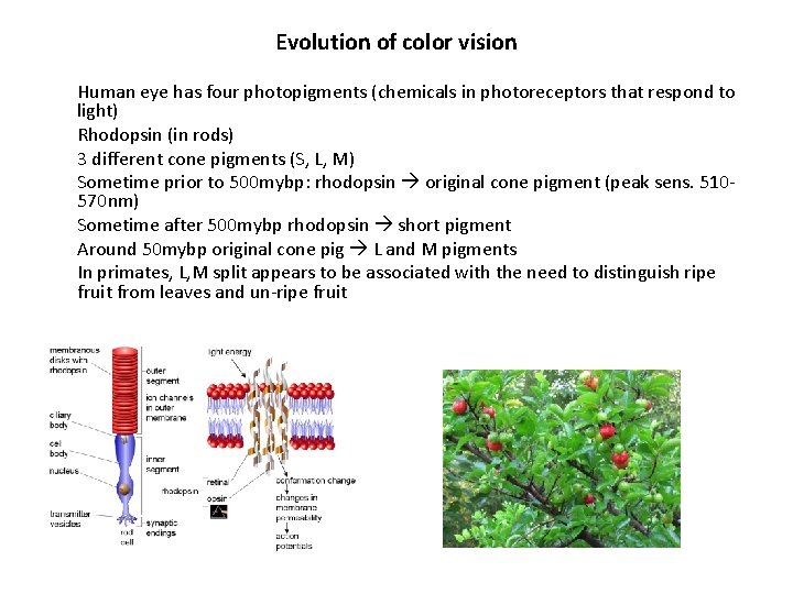 Evolution of color vision Human eye has four photopigments (chemicals in photoreceptors that respond