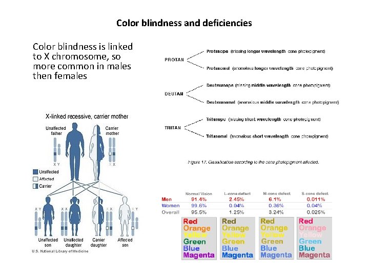 Color blindness and deficiencies Color blindness is linked to X chromosome, so more common