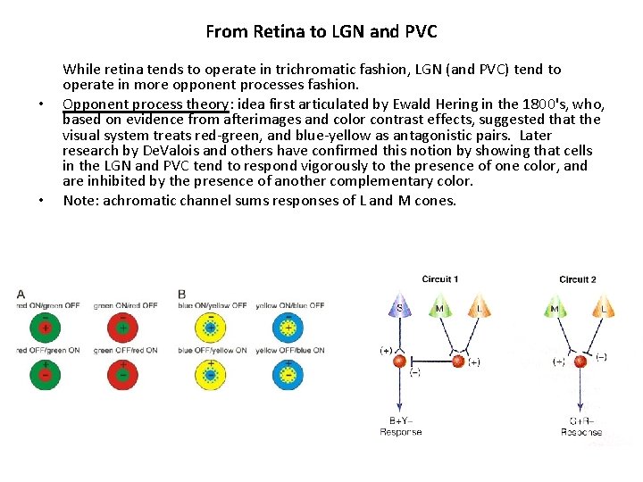From Retina to LGN and PVC • • While retina tends to operate in