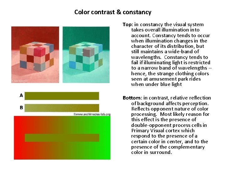 Color contrast & constancy Top: in constancy the visual system takes overall illumination into