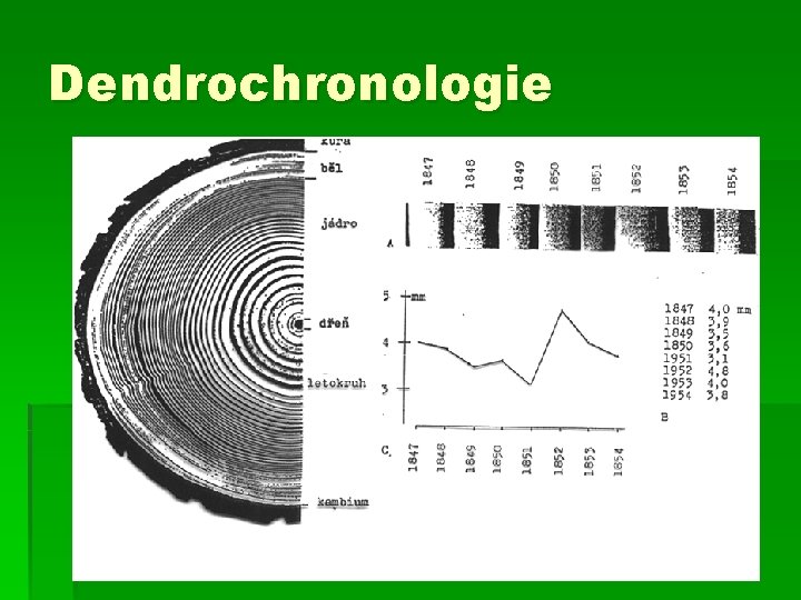Dendrochronologie 