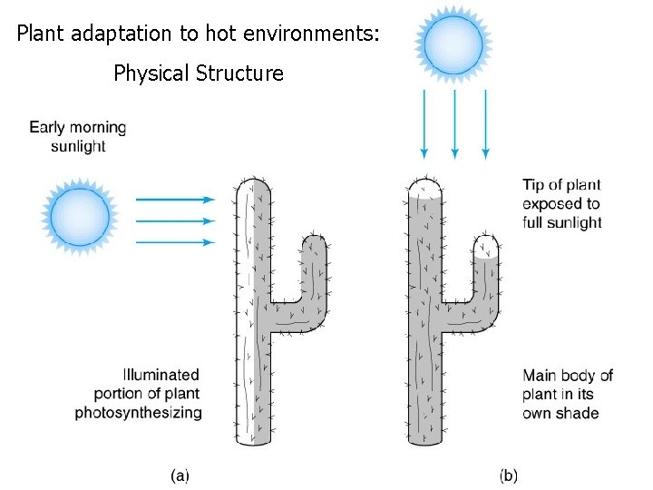 Plant adaptation to hot environments: Physical Structure 